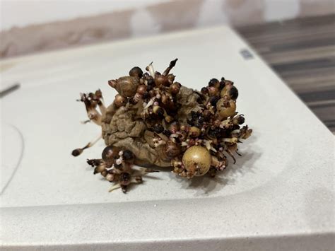 r/Warframe on Reddit: Why's the infested catalyst still .